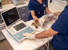 ΚΤΗΝΙΑΤΡΟΣ ΚΤΗΝΙΑΤΡΕΙΟ DVM PGCERT ΘΩΜΟΣ ΝΙΚΟΛΑΟΣ ΑΜΟΥΡΙ ΛΙΑΝΟΚΛΑΔΙ ΦΘΙΩΤΙΔΑ